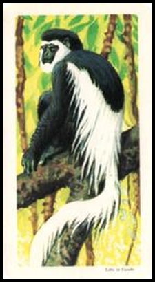 7 Colobus Monkey